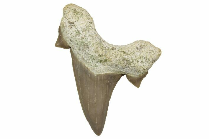 Fossil Shark Tooth (Otodus) - Morocco #353437